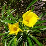 Yellow Oleander