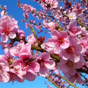 Helen Borchers Flowering Peach Tree