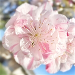 Buy Peppermint Flowering Peach Trees from Ty Ty Nursery