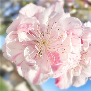 Buy Peppermint Flowering Peach Trees from Ty Ty Nursery