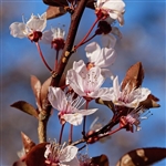 Newport Flowering Plum Tree