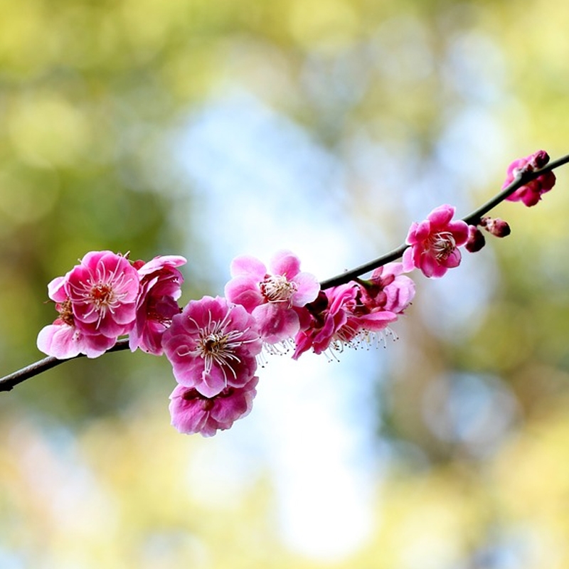 Purple Pony Flowering Plum Tree