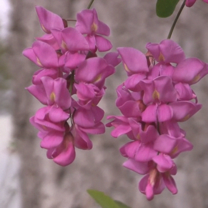 Buy Purple Robe Locust Trees from Ty Ty Nursery