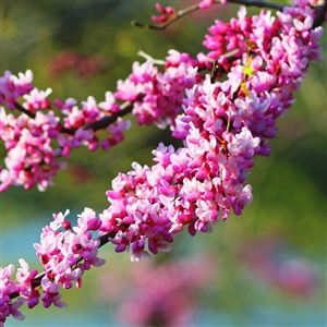 Appalachian Red Redbud Tree