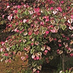 Buy Carolina Sweetheart&trade; Redbud Trees from Ty Ty Nursery