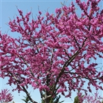 Eastern Redbud Tree