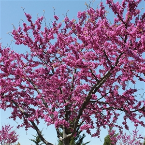 Eastern Redbud Tree