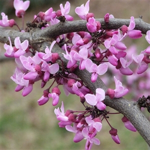 Forest Pansy Redbud Tree
