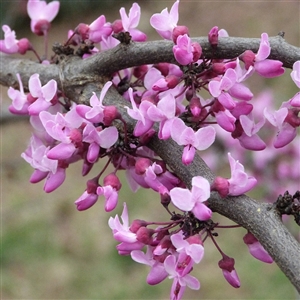 Buy Forest Pansy Redbud Trees from Ty Ty Nursery