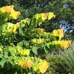 Buy Rising Sun&trade; Redbud Trees from Ty Ty Nursery