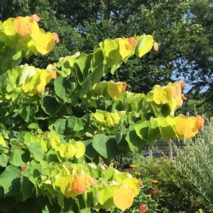 Buy Rising Sun&trade; Redbud Trees from Ty Ty Nursery