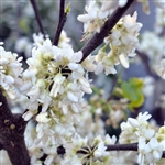 Buy Texas White Redbud Trees from Ty Ty Nursery