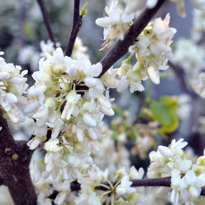 Texas White Redbud Tree