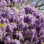 Wisteria Tree