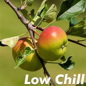 Buy Anna Apple Trees from Ty Ty Nursery