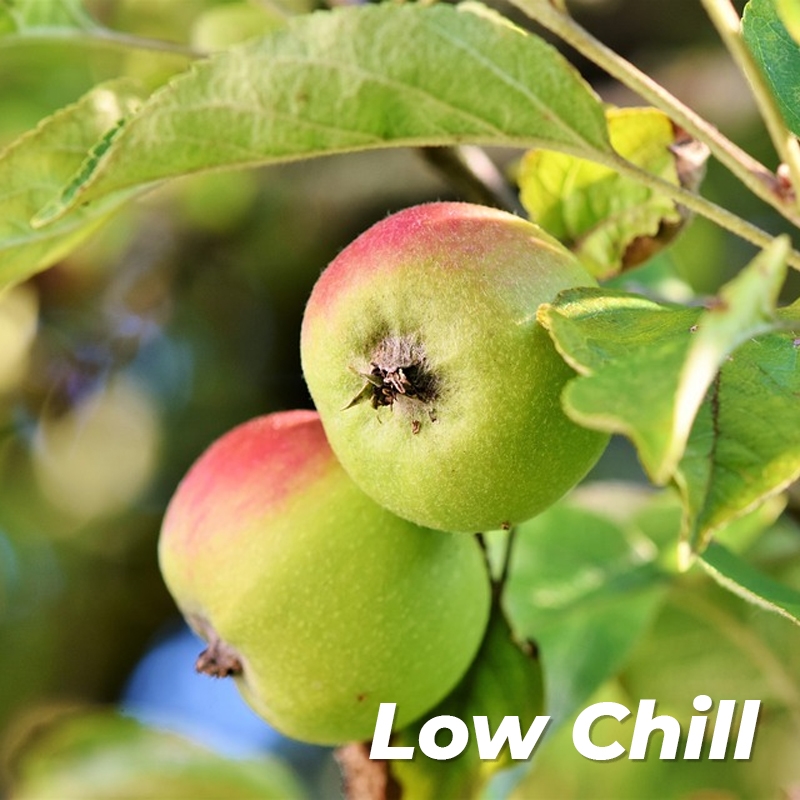 USDA Organic (Low-Chill) Fuji Apple Trees for Sale