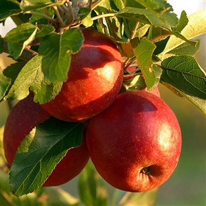 Buy Braeburn Apple Trees from Ty Ty Nursery