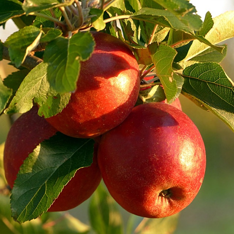 Braeburn Apple Tree