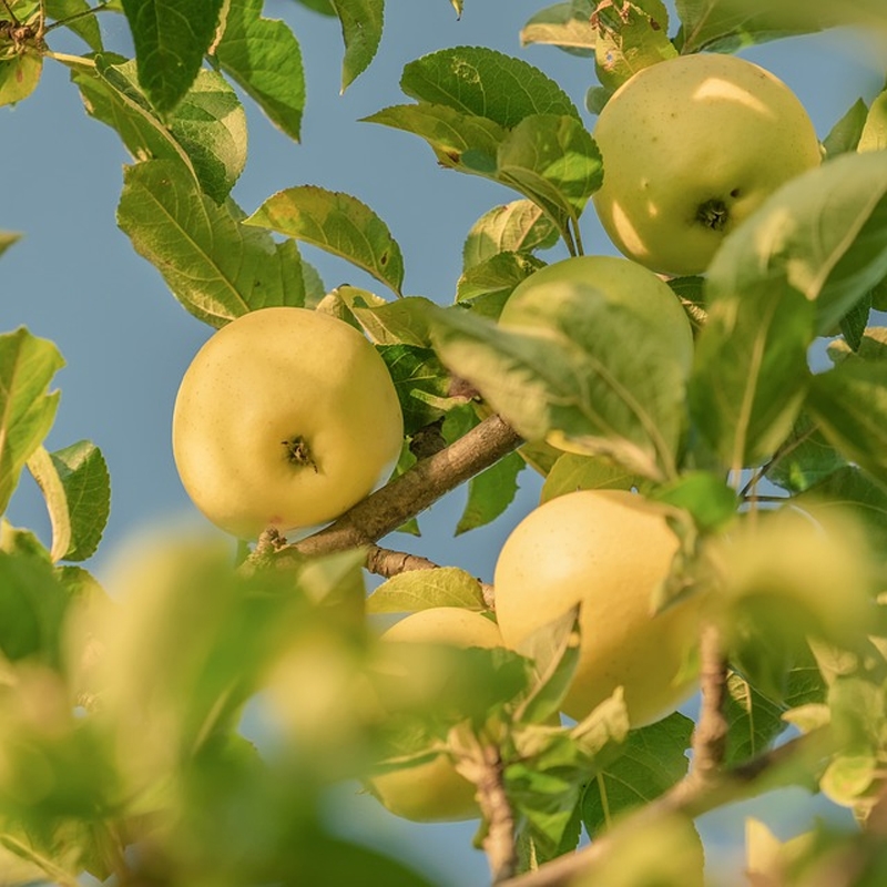 Apple, Yellow Delicious (Golden Delicious) 