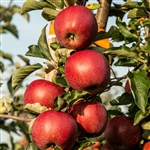 Honeycrisp Apple Tree