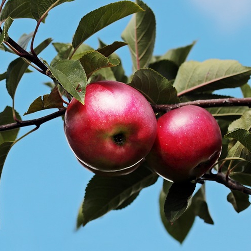 Honeycrisp Apple Trees For Sale at Ty Ty Nursery