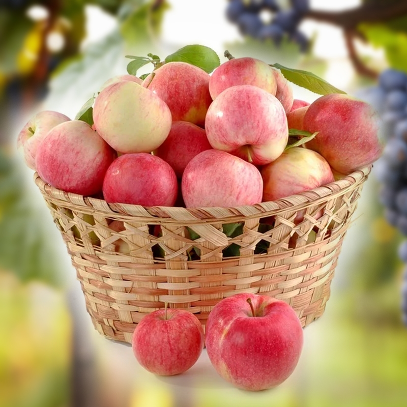 Red Delicious Apples - Womack Nursery