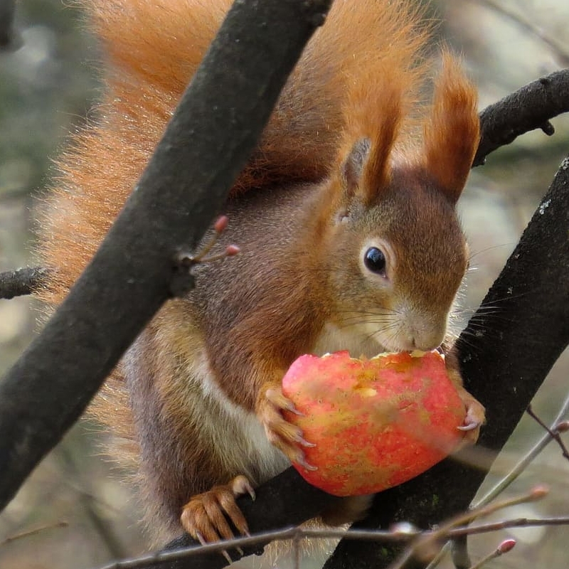 Wildlife Apple Tree