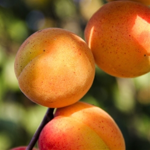 Buy Early Golden Apricot Trees from Ty Ty Nursery