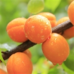 Moniqui Apricot Tree