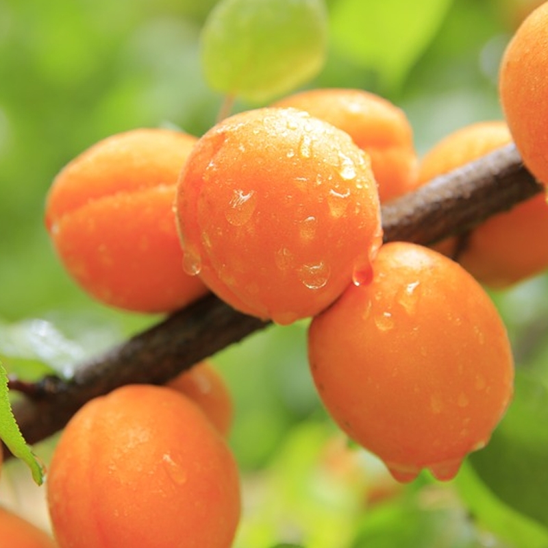 Buy Moniqui Apricot Trees from Ty Ty Nursery