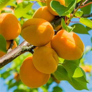 Tilton Apricot Tree