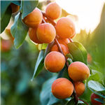 Golden Amber Apricot Tree