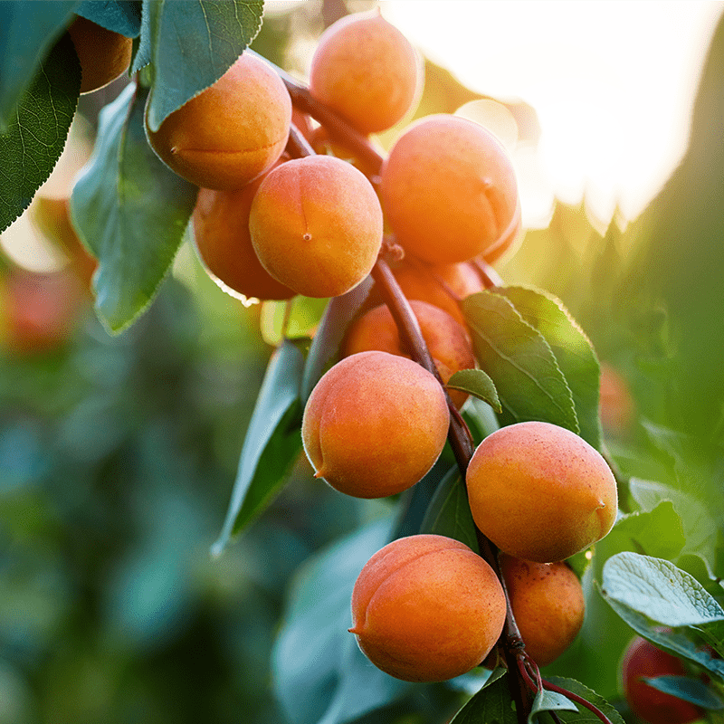 Buy Golden Amber Apricot Trees from Ty Ty Nursery