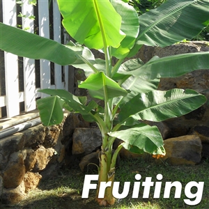 Buy Brazilian Dwarf Banana Trees from Ty Ty Nursery