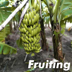Buy Cavendish Dwarf Banana Trees from Ty Ty Nursery