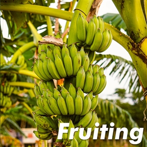 Buy Carolina King Banana Trees from Ty Ty Nursery