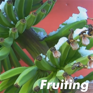 Golden Rhino Horn Banana Tree