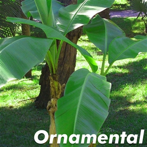 Buy Basjoo Cold Hardy Banana Trees from Ty Ty Nursery