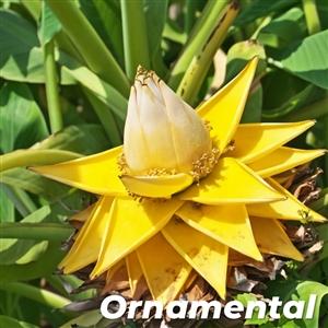 Dwarf Chinese Yellow Banana Tree