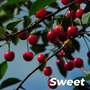 Buy Early Ruby Cherry Trees from Ty Ty Nursery