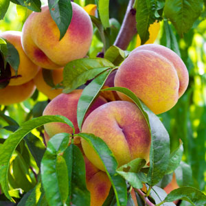 Fruit Cocktail Peach Tree