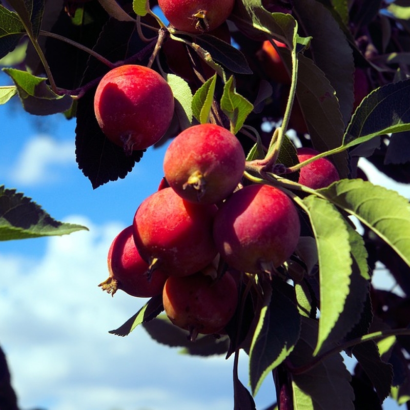 Online Orchards 3 ft. Golden Delicious Apple Tree with Honeyed Sweet Light Gold Fruit