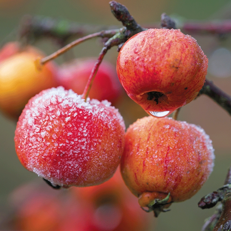 Wildlife Crabapple Tree