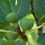 Green Ischau Fig Tree