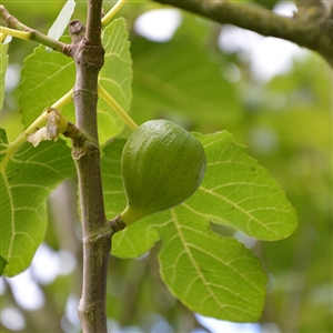 Nero Caesar Fig Tree