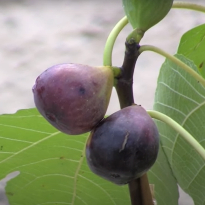 Tennessee Mountain Fig Tree