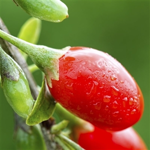 Buy Crimson Star Goji Berry from Ty Ty Nursery