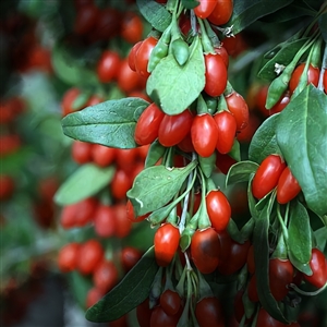 Buy Firecracker Goji Berry from Ty Ty Nursery