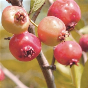 Georgia Red Mayhaw Tree