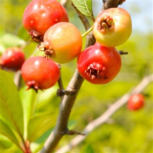 Wildlife Mayhaw Trees